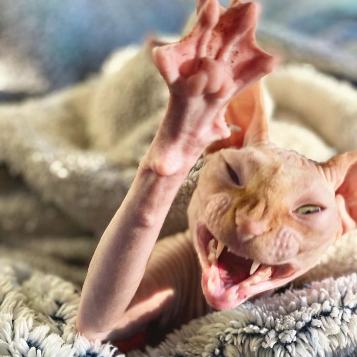 chat sphynx aux dents pointues avec patte palmée