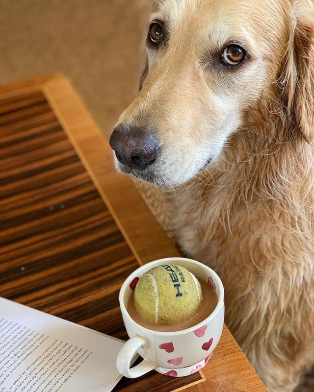 Ce chien souhaitait faire plaisir à son maître en lui ramenant la balle... dans sa tasse à café remplie.