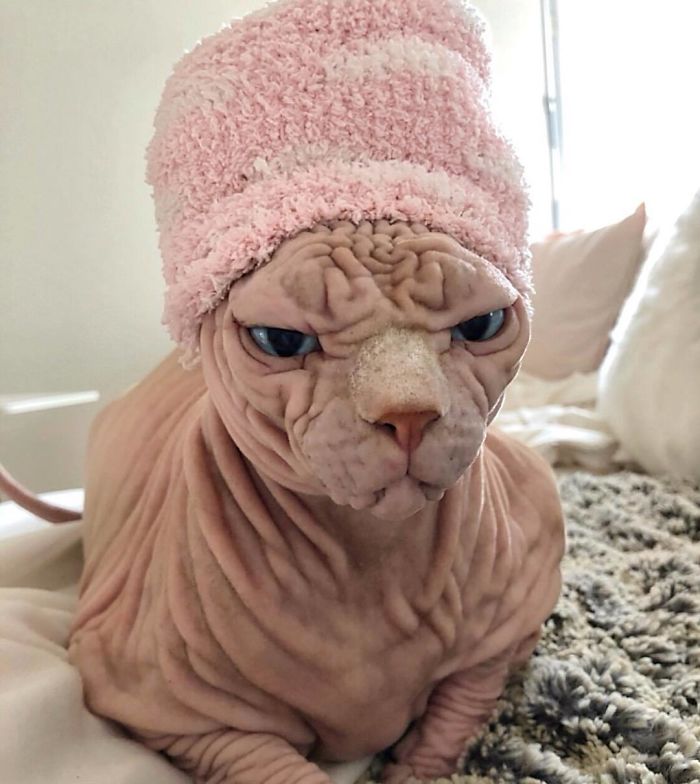 Un chat sphynx drôle avec un bonnet