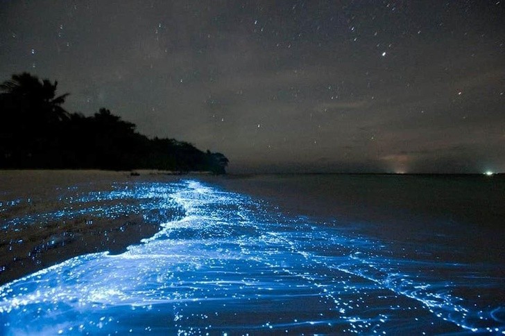 bioluminescence marine