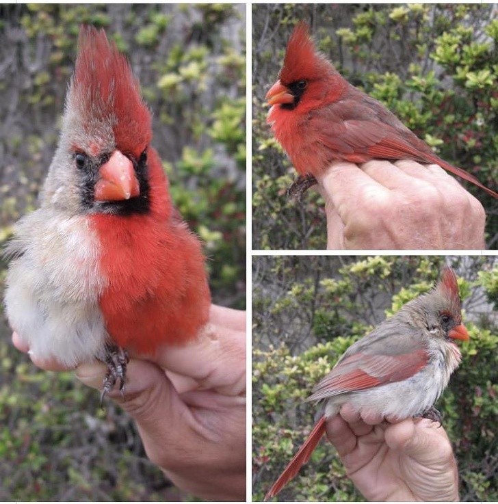 Cardinal rouge gynandromorphe