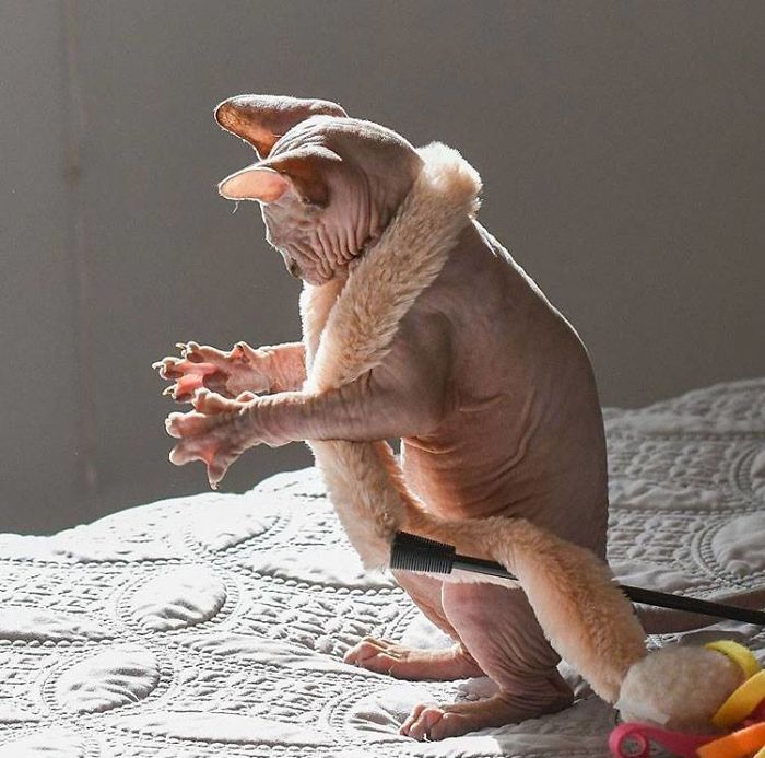 Chat Sphynx marrant