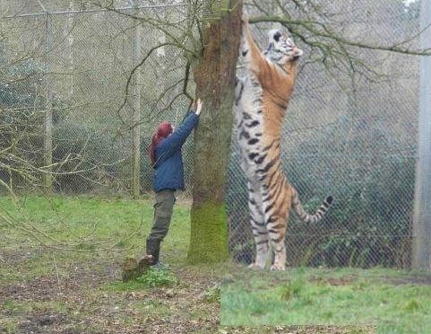 Les dimensions impressionnantes d'un tigre de Sibérie.