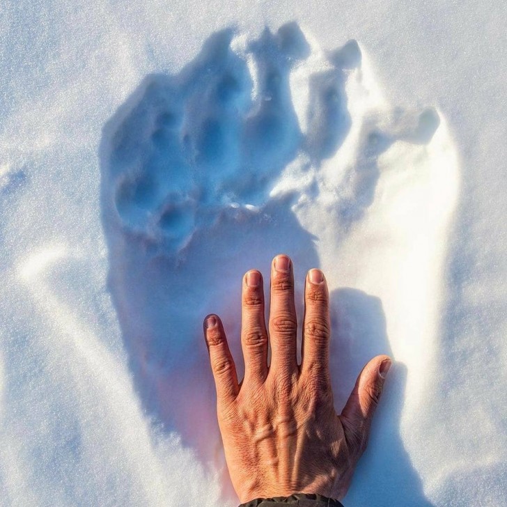 L'empreinte d'un ours polaire comparée à la main d'un être humain.