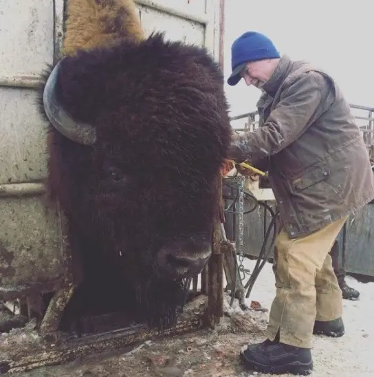 Un bison géant