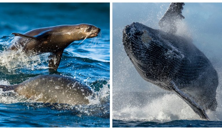 Un photographe animalier parvient à capturer le moment précis où une baleine avale un lion de mer