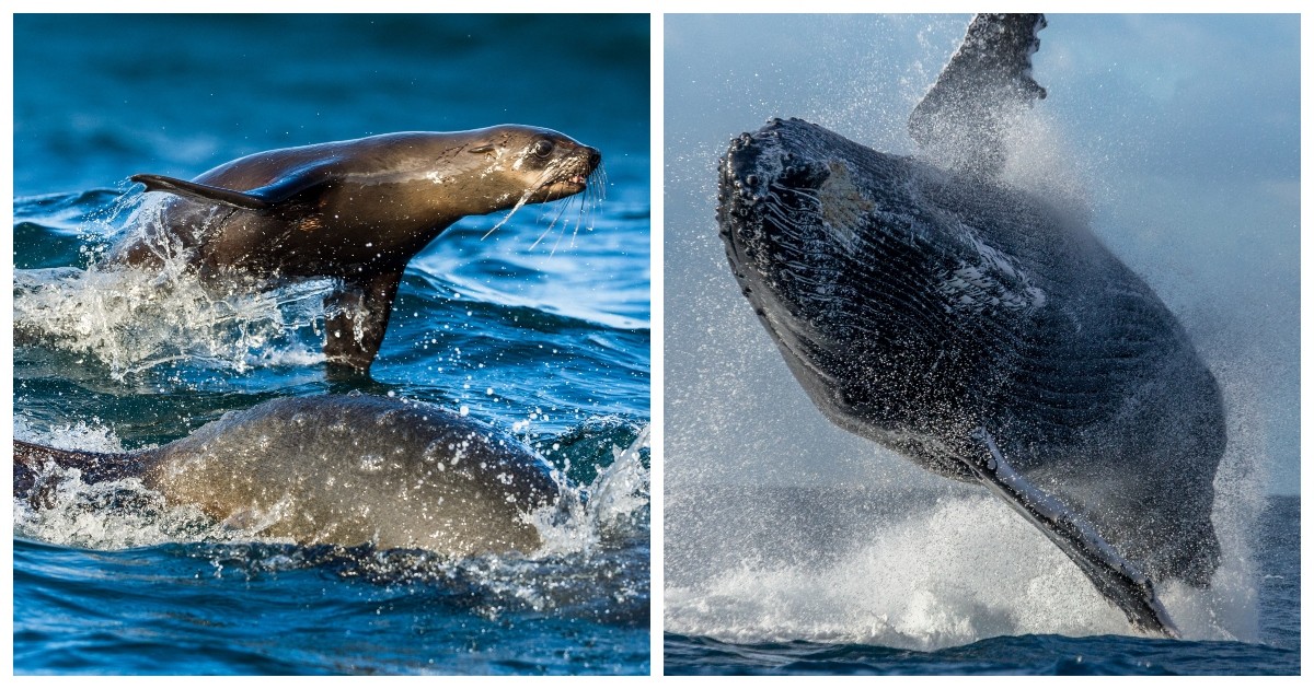 Un photographe animalier parvient à capturer le moment précis où une baleine avale un lion de mer