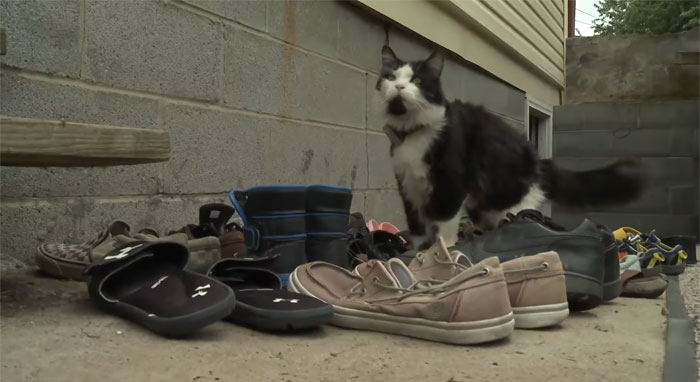 Jordan le chat voleur de chaussures.