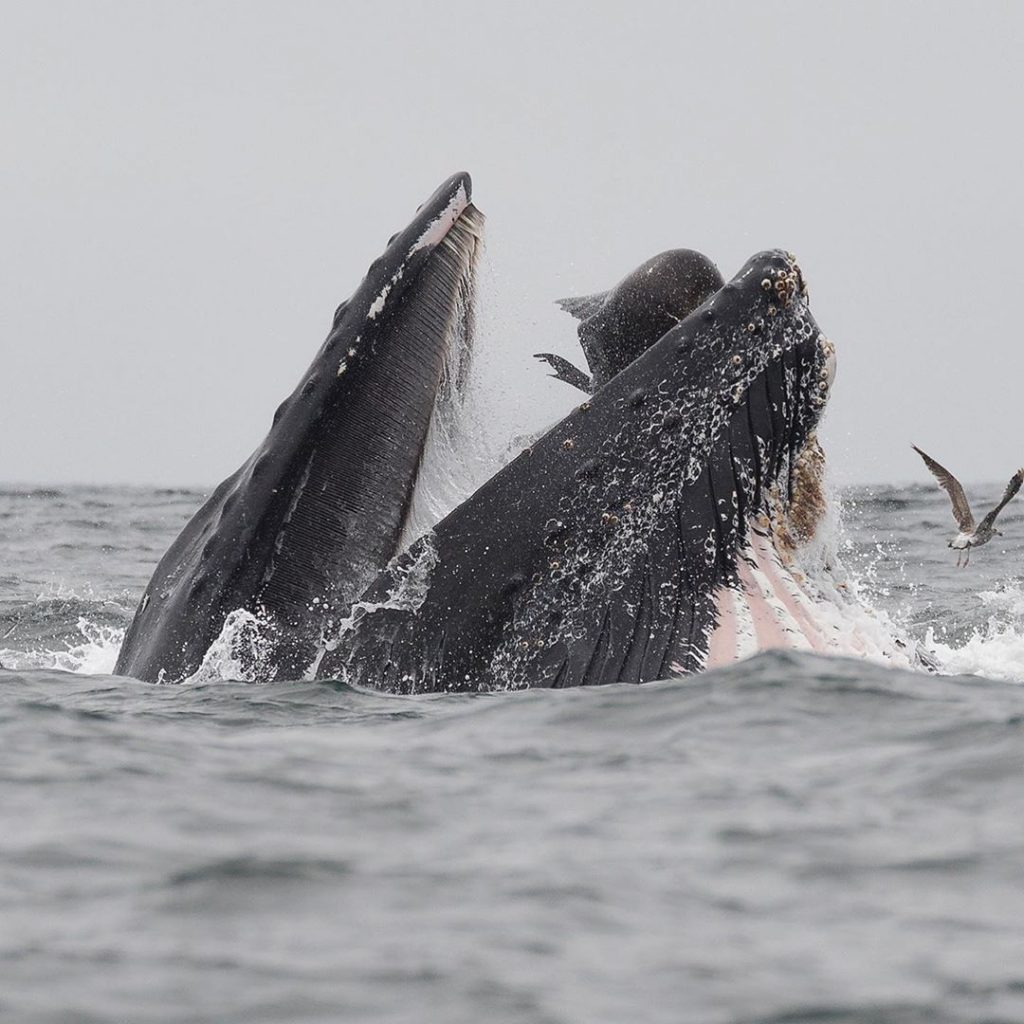Une baleine avale un lion de mer, photo de Chase Dekker