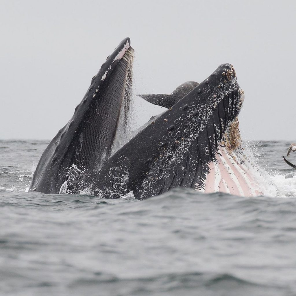 La baleine avalant un lion de mer, par Chase Dekker