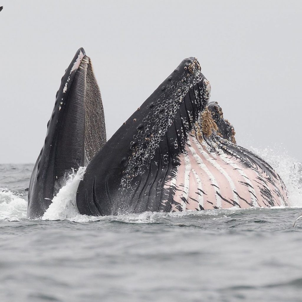 Une baleine avale un lion de mer, photo capturée par Chase Dekker
