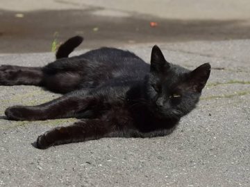 Un chaton noir jeté sur l'autoroute par un conducteur.