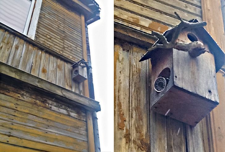 caméra cachée maison oiseau