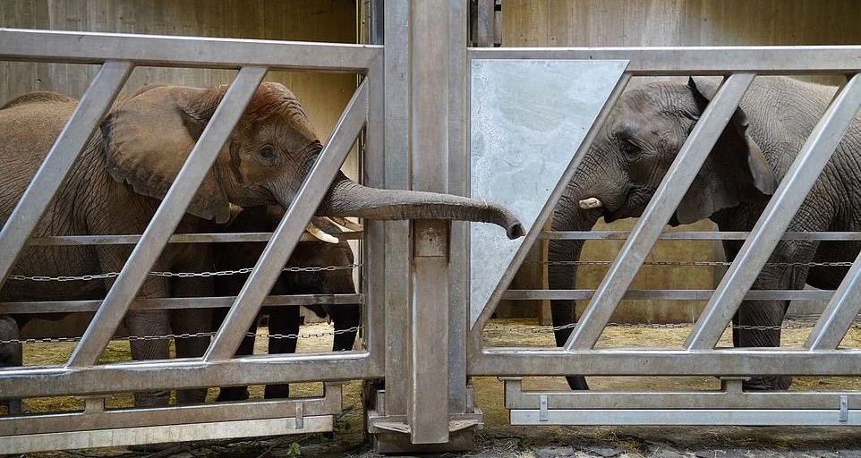 Pori retrouve sa fille Tana au zoo de Bergzoo au zoo de 