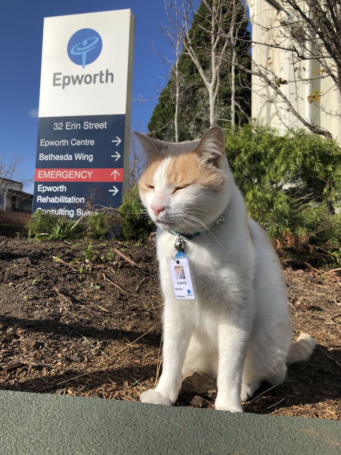 Elwood le chat gardien d'hôpital