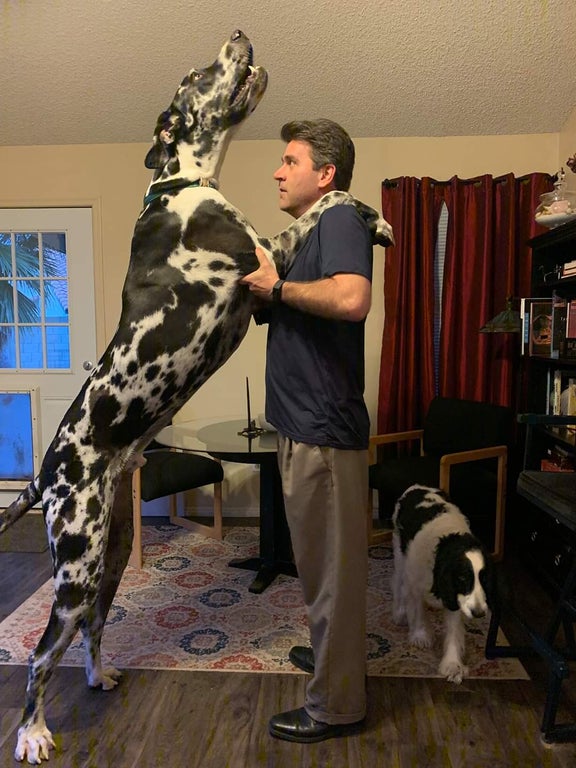 Un chien immense