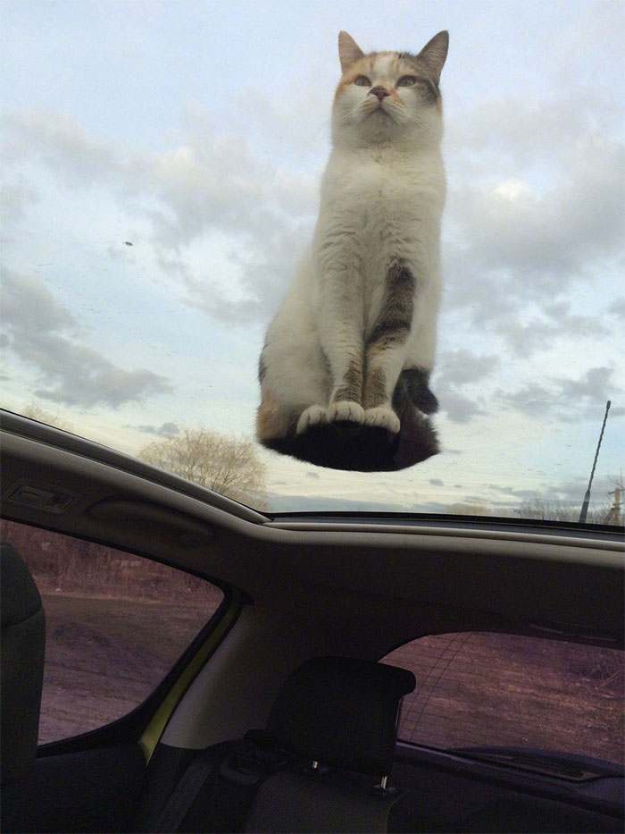 Un chat sur la fenêtre de toit d'une voiture.
