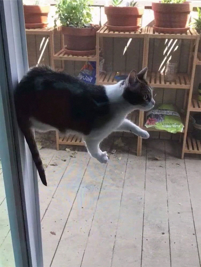 Un chat en équilibre sur une vitre transparente.
