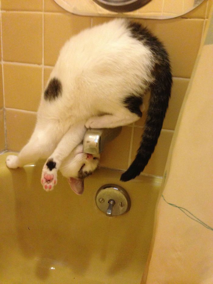 Un chat en train de boire au robinet de la baignoire.