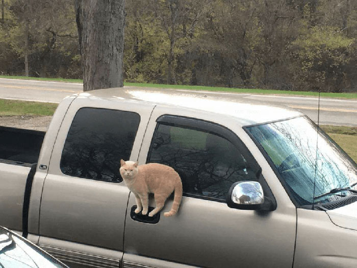 Chat en équilibre sur une porte de voiture.