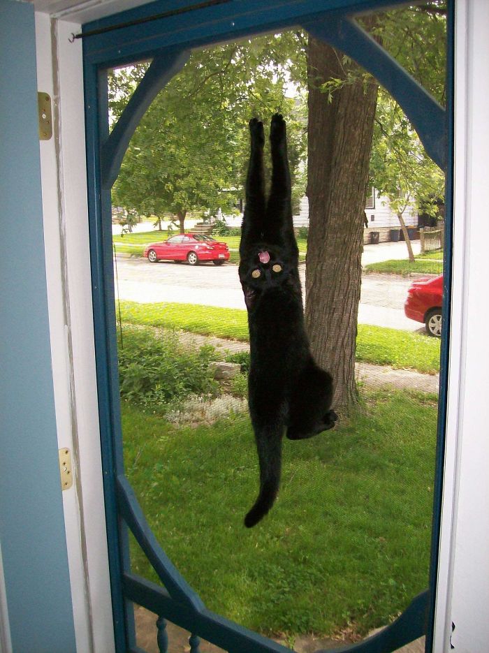Un chat accroché à la moustiquaire d'une porte.