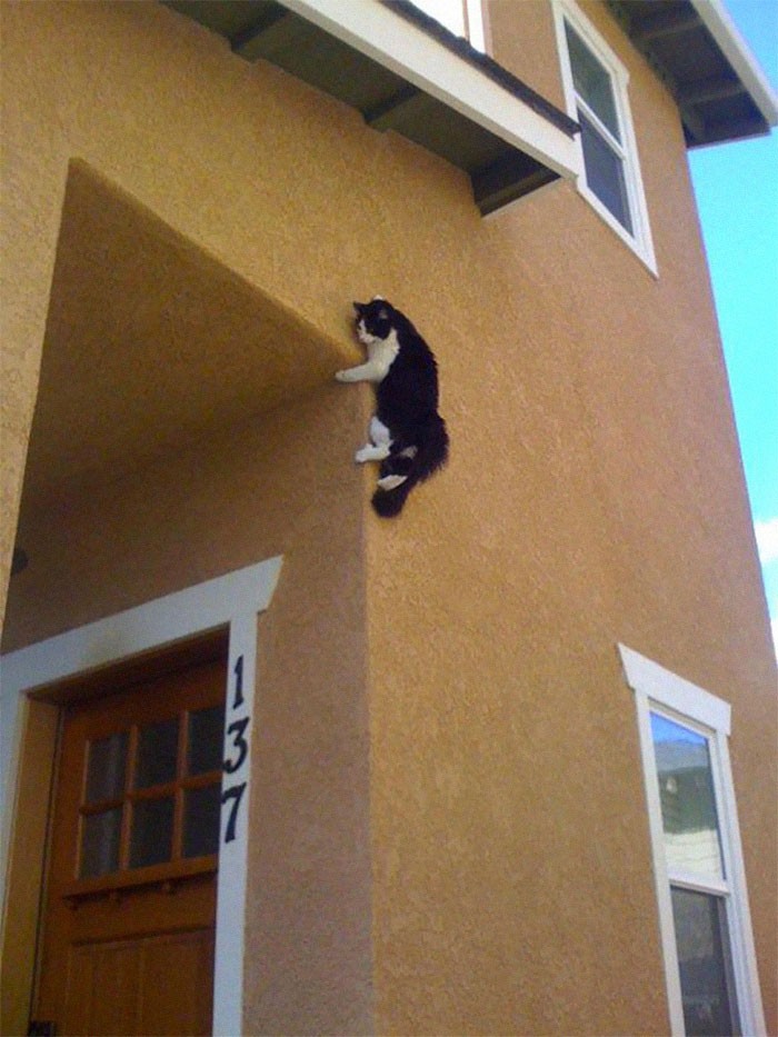 Le Spider Cat : un chat accroché au mur de la maison.
