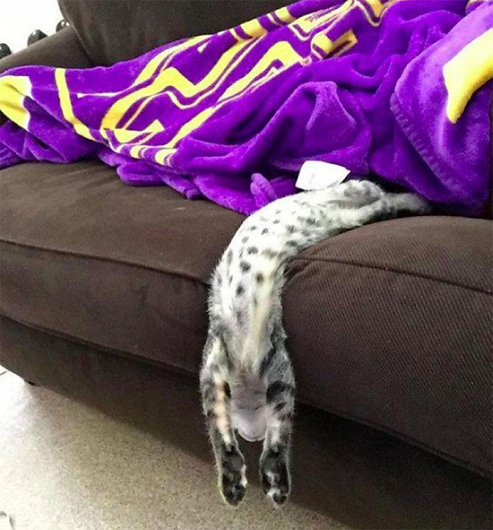 Un chat qui se laisse pendre dans le vide depuis le canapé.