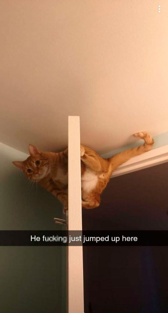 Un chat suspendu à une porte.