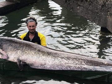 homme pêche silure 2m40 Seine