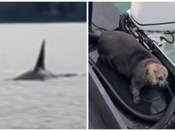 Une loutre chassée par un orque se réfugie sur un bateau en Alaska.