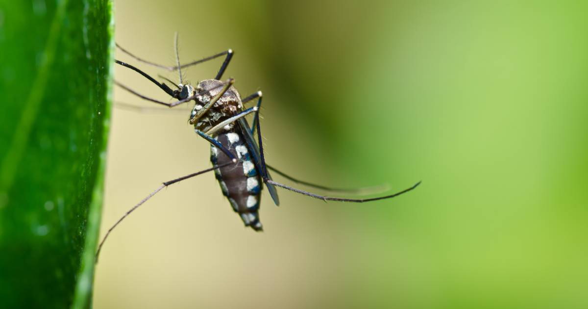 Des moustiques OGM bientôt lâchés dans la nature.