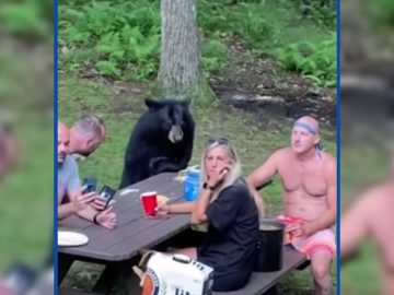 L'ours sauvage s'est attablé avec la famille américaine, dans le Marynland.