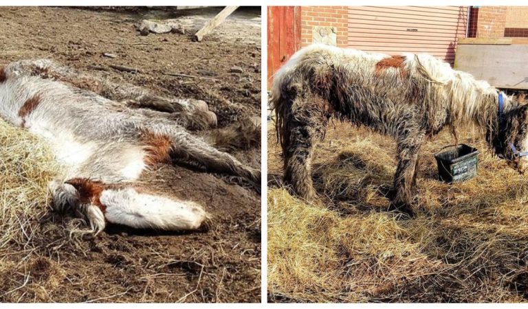 Le sauvetage émouvant de Heidi, un poney laissé pour mort sur un chantier