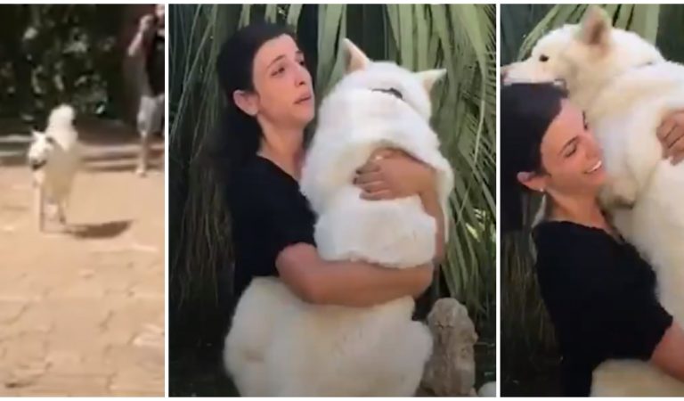 Vidéo : au milieu du chaos à Beyrouth, des maîtres retrouvent enfin leurs animaux