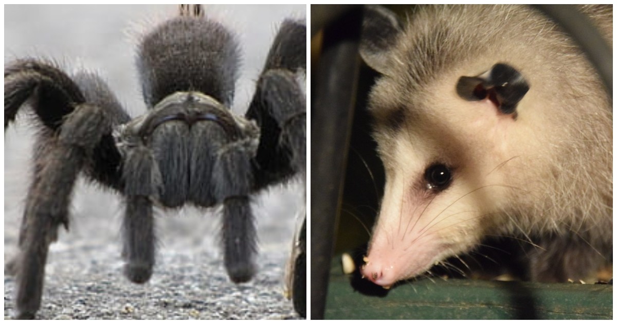 Une tarentule géante capture et mange un opossum.