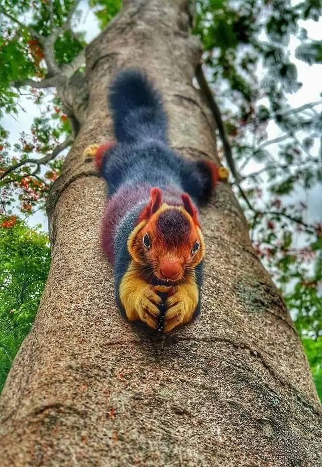 Un écureuil aux dimensions immenses