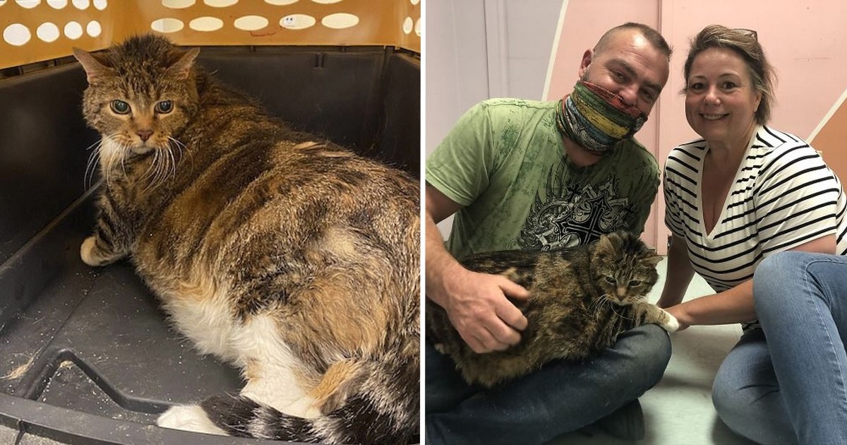 Lasagne Le Chat Moggy De 13 5 Kg Abandonne A Trouve Une Nouvelle Famille Photos