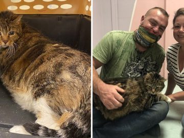 chat surpoids abandonné Philadelphie recueilli adoption