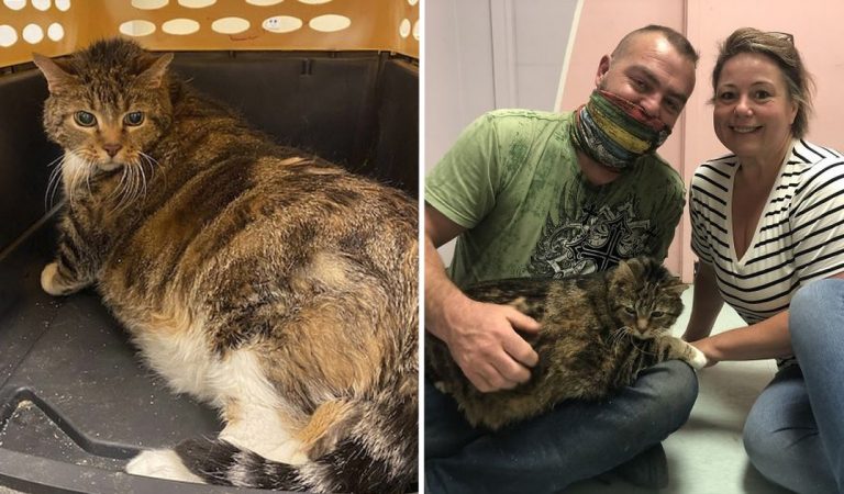Lasagne, le chat Moggy de 13,5 kg abandonné a trouvé une nouvelle famille (photos)