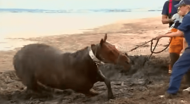 Le cheval pris dans les sables mouvants sauvé par un tracteur.