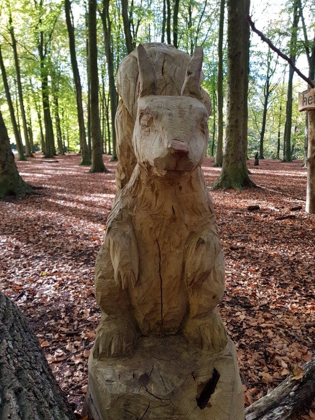 promenades forêts découvertes étonnantes