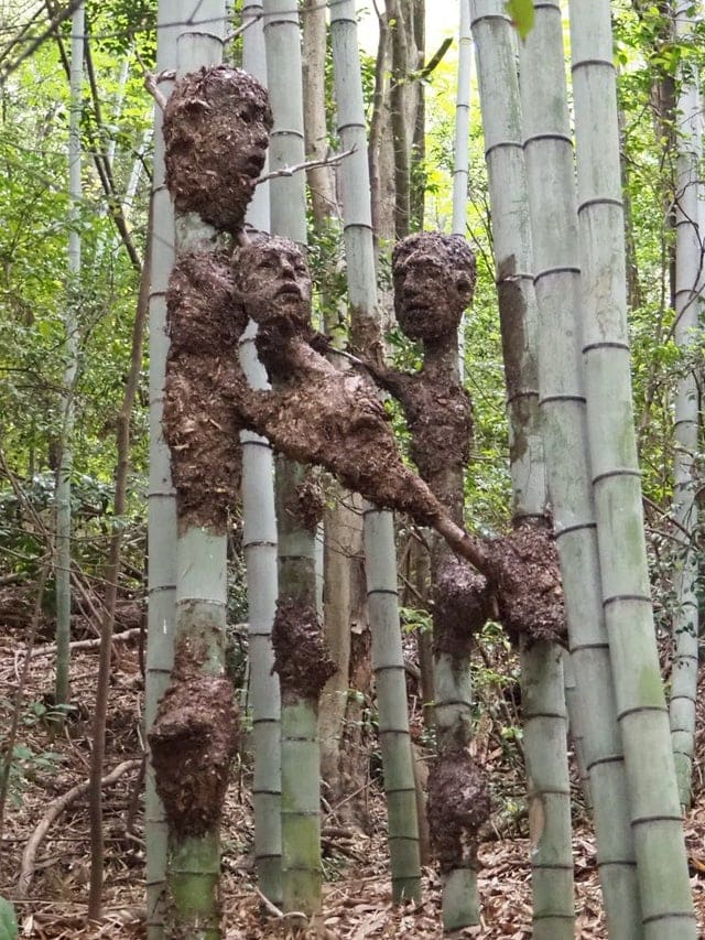 promenades forêts découvertes étonnantes