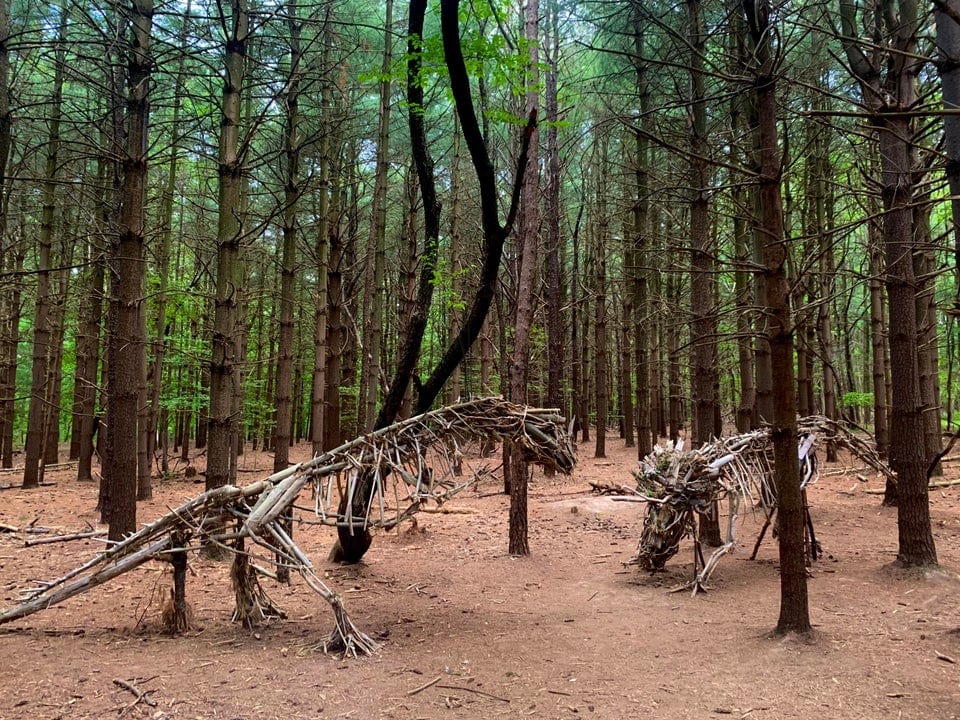 promenades forêts découvertes étonnantes