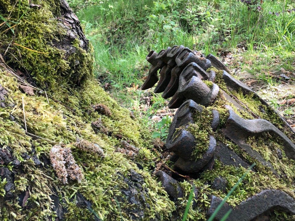 promenades forêts découvertes étonnantes