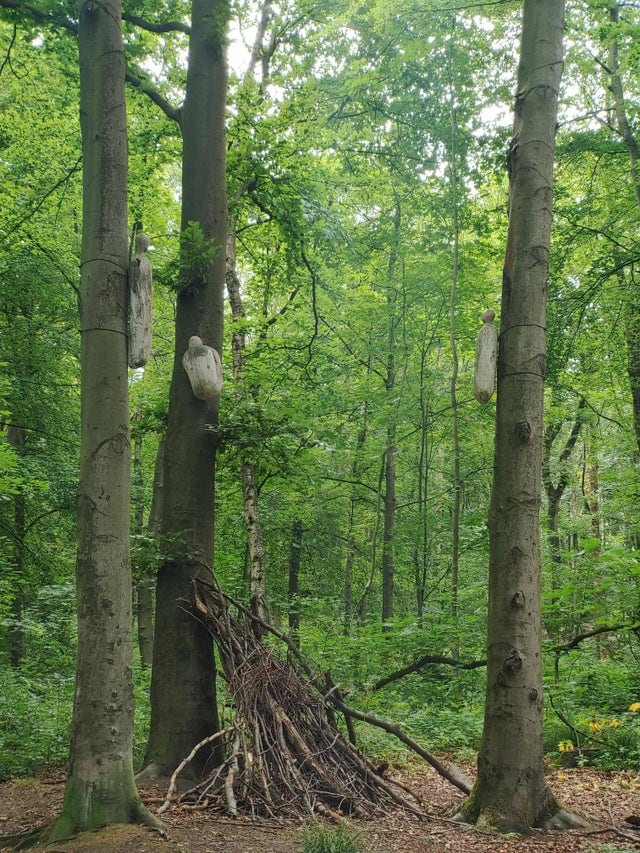 promenades forêts découvertes étonnantes