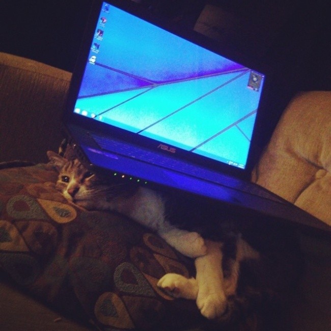 Un maître qui se venge de son chat en le coinçant sous un ordinateur.