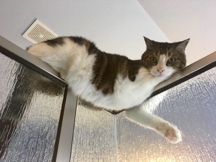 chats intrusion vie privée maîtres