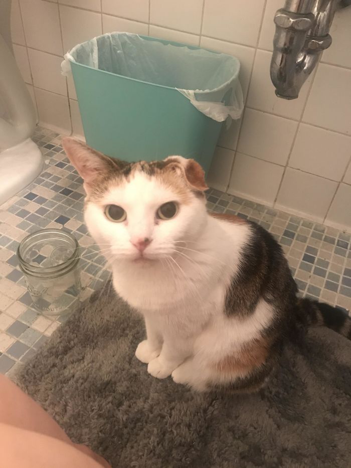 chats intrusion vie privée maîtres