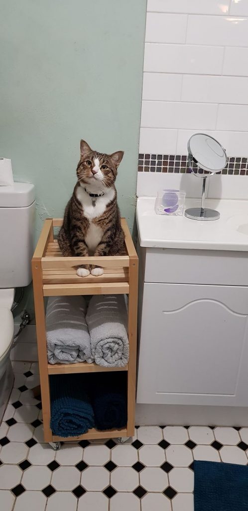 chats intrusion vie privée maîtres