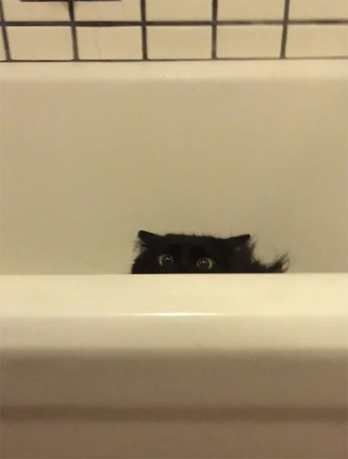 chats intrusion vie privée maîtres